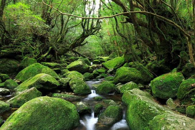 kunjungan-ke-taman-nasional-jepang-keindahan-alam-yang-menakjubkan